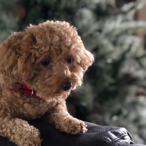 Meet your Posher, Zoie